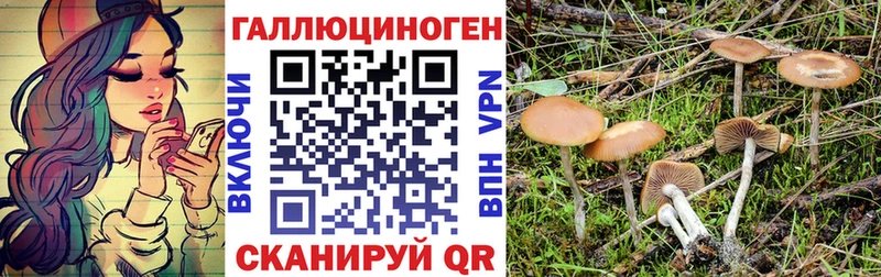 kraken tor  Камбарка  Псилоцибиновые грибы Psilocybine cubensis 